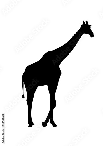 giraffe drawing silhouette black with white isolated vector illustration