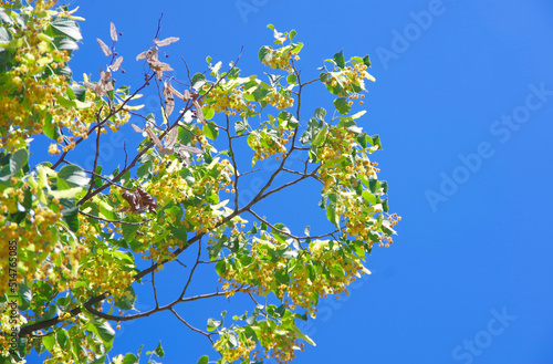 Blooming linden branches against the blue sky.