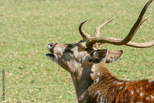 Fallow Deer, game farm, South Africa © Kim