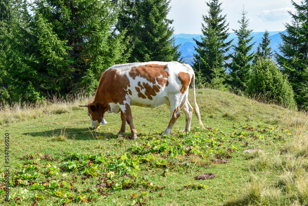Obraz premium White-brown cow grazes in an alpine meadow, side view