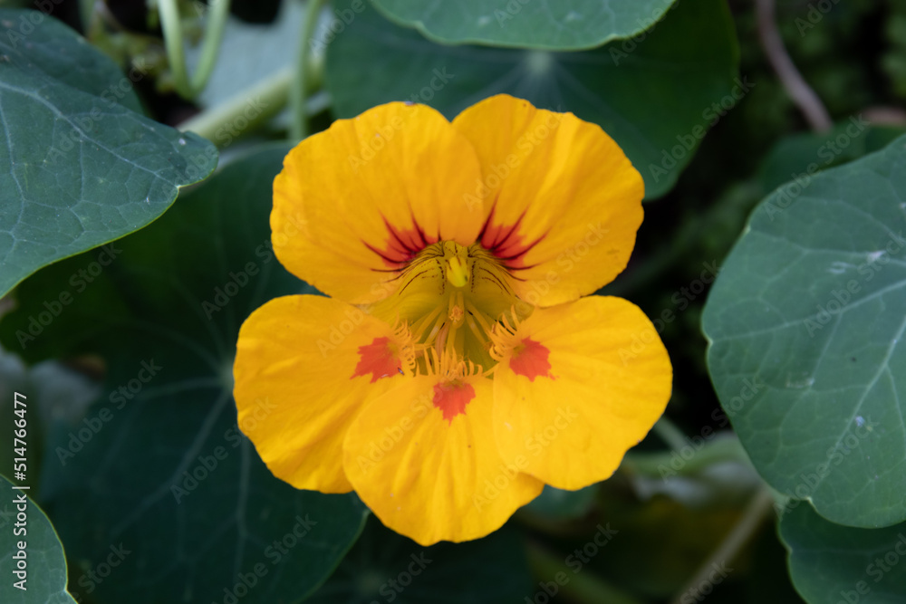Close up Nasturtium Flower Close up Nasturtium Flower