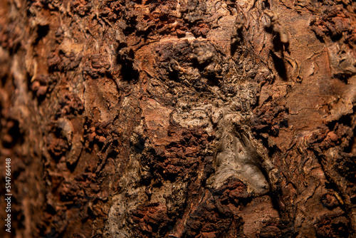 Wallpaper Mural old tree bark texture. suitable for wallpaper and background Torontodigital.ca