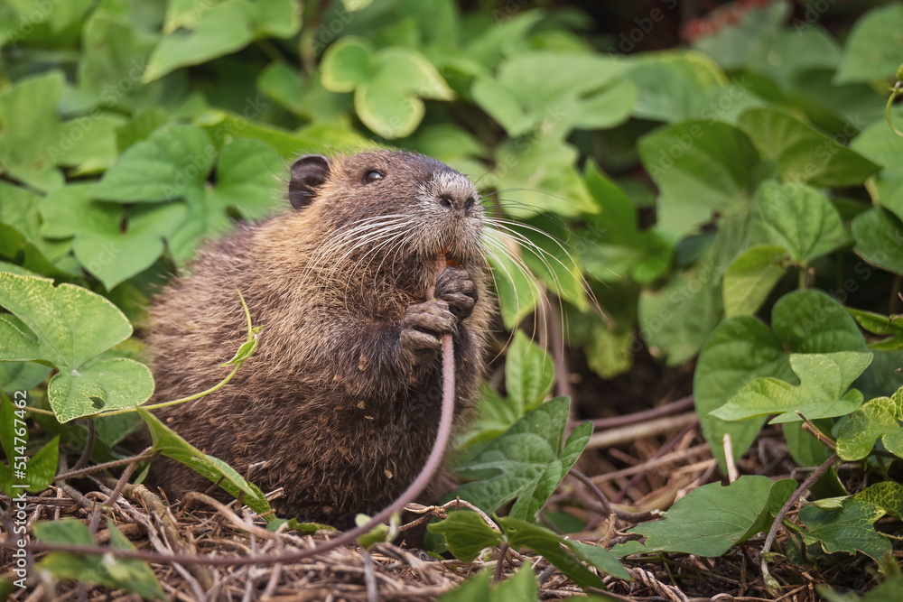 Funny nutria or coypu in wild nature Funny nutria or coypu in wild nature