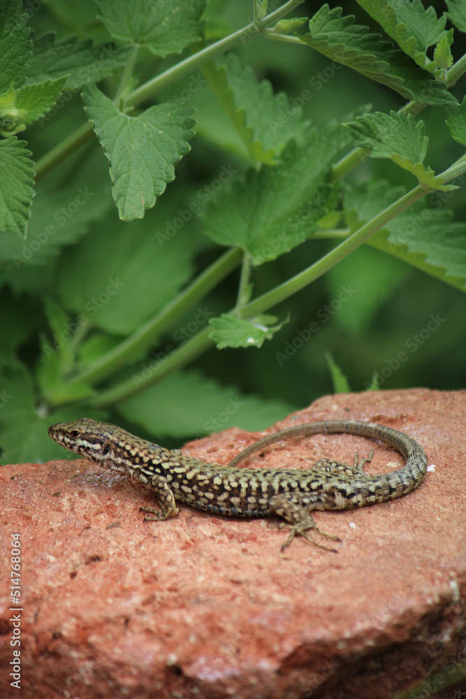 Naklejka premium Lézard des murailles