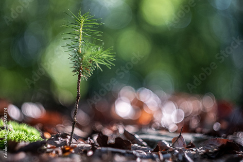 Kleiner Nadelbaum wächst auf Waldboden