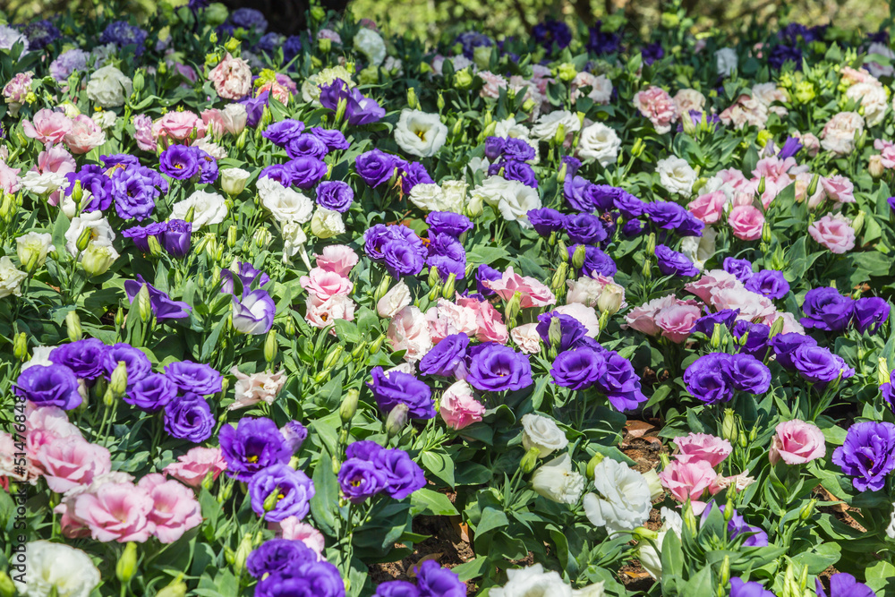 Lisianthus flowers are blooming in the garden. Lisianthus flowers are blooming in the garden.