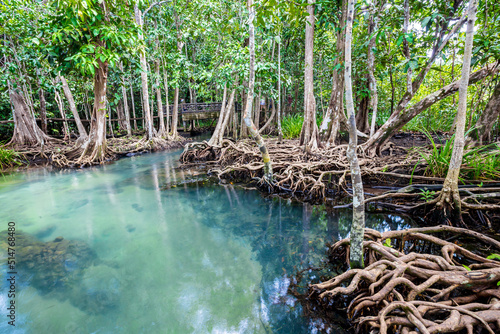 Tropical tree roots or Tha pom mangrove in swamp forest and flow water, Klong Song Nam at Krabi, Thailand.