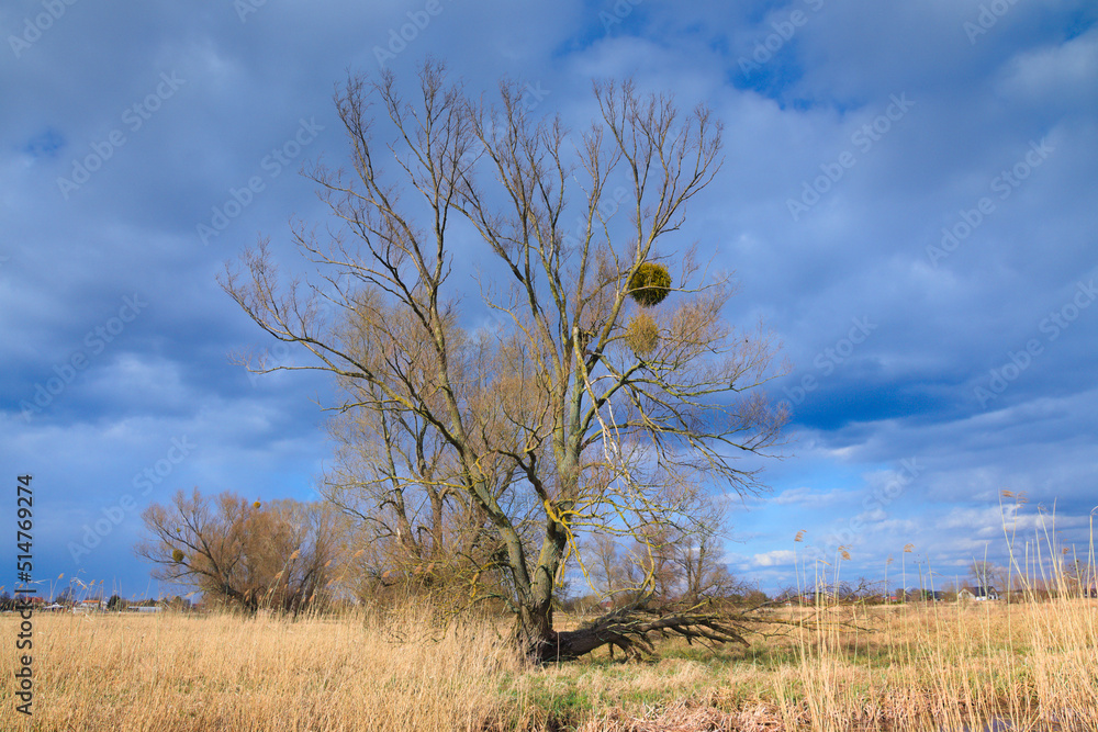 a lonely tree in a field where mistletoe grows a lonely tree in a field where mistletoe grows