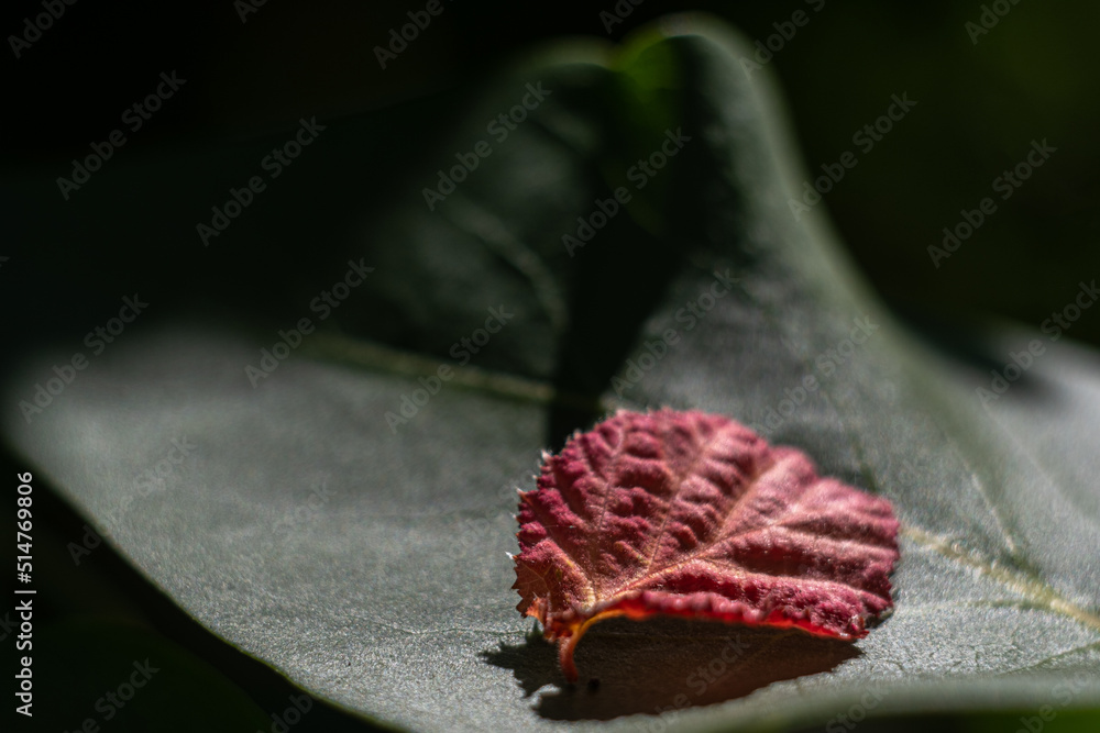 Kleines rotes Blatt auf großem grünen Blatt Kleines rotes Blatt auf großem grünen Blatt