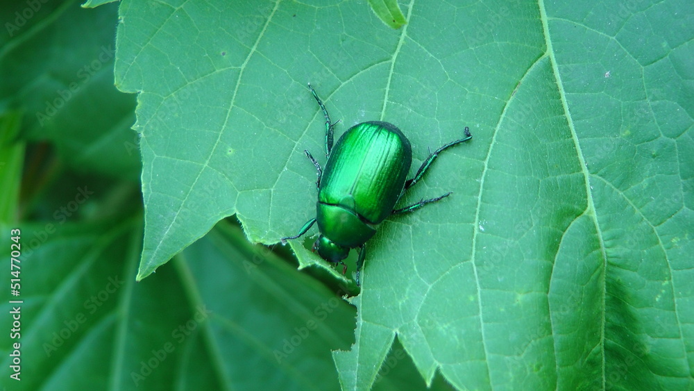 Leaf beetle Leaf beetle