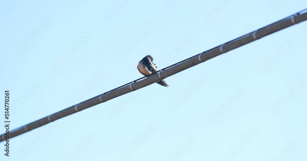 Swallow chicks above a tension wire Swallow chicks above a tension wire