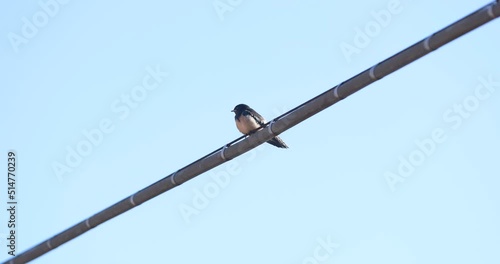 Swallow chicks above a tension wire
