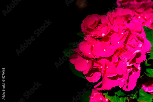 Red Pink Hydrangea macrophylla  commonly referred to as bigleaf hydrangea  is one of the most popular landscape shrubs owing to its large mophead flowers.