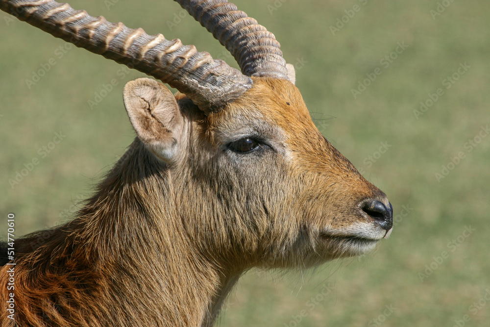 Red Lechwe, Lechwe or Southern Lechwe, game farm, South Africa Red Lechwe, Lechwe or Southern Lechwe, game farm, South Africa