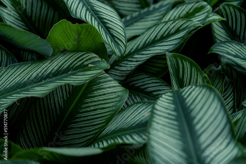 Tropical green leaf background  Nature background
