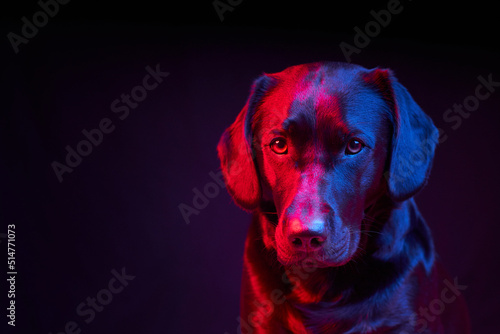 Black Labrador Portrait on black background with blue and red light