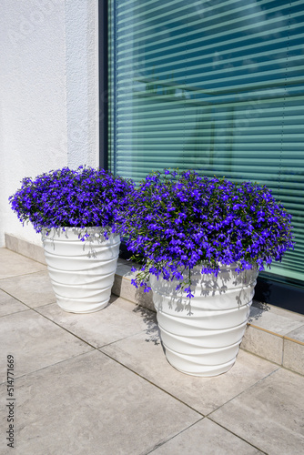 Lobelia erinus or Edging lobelia or Garden lobelia with fine blue flowers, the most popular seasonal balcony plant © vivoo