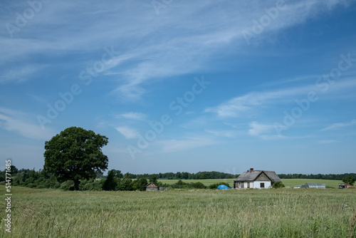 wheat field, small old country house, blue sky