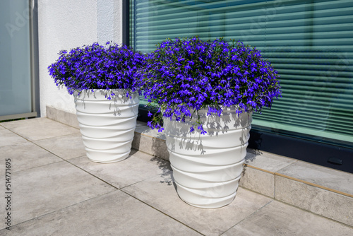 Lobelia erinus or Edging lobelia or Garden lobelia with fine blue flowers, the most popular seasonal balcony plant