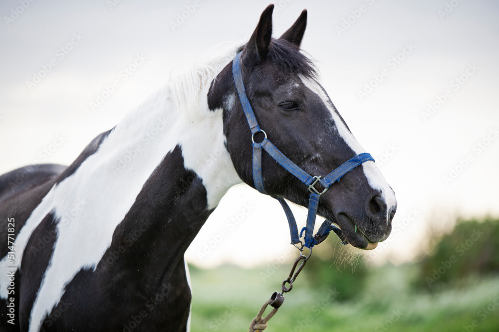 portrait of black-white piebald horse grazing on blossom pasture.
