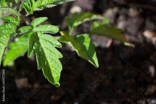 Leaves of Cherry tomatoes (Solanum pimpinellifolium) growing in an organically grown agroforestry system in the city of Rio de Janeiro, Brazil.