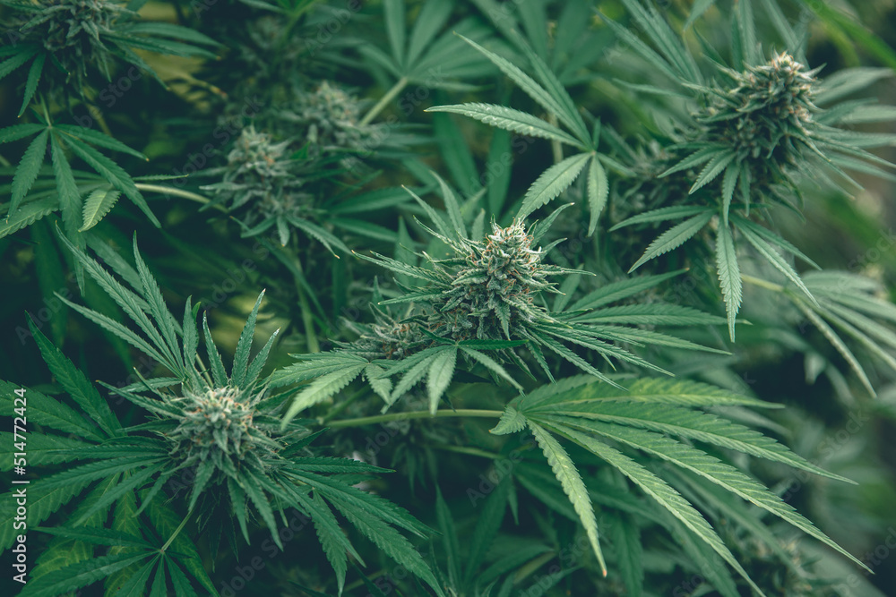 bush marijuana on blurred background. bush cannabis. bush marijuana on blurred background. bush cannabis.
