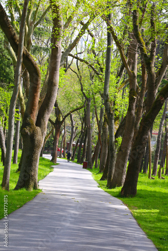 forest road in the lush forest in istanbul emirgan