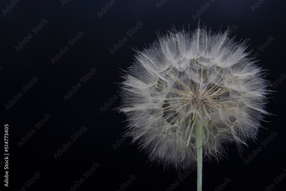 Big beautiful white fluffy dandelion isolated on black background. Big beautiful white fluffy dandelion isolated on black background.