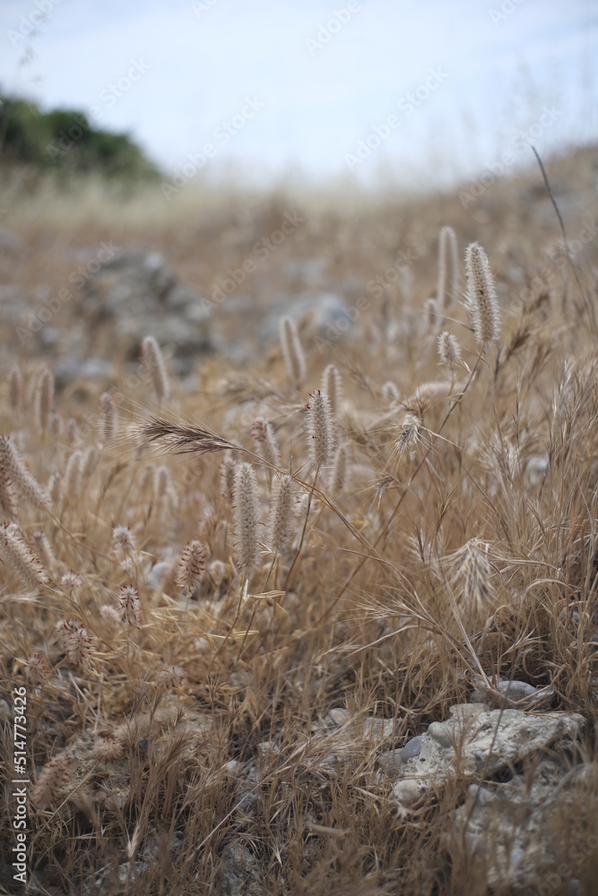 Fototapeta premium field of wheat