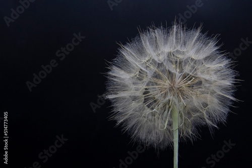 Big beautiful white fluffy dandelion isolated on black background.