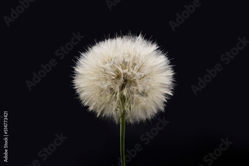 Big beautiful white fluffy dandelion isolated on black background.