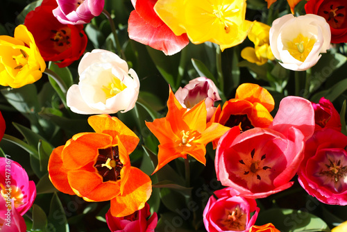 selective focus  Istanbul tulip  Tulip  Tulipa   common name of bulbous  perennial plant species grown as ornamental plants  forming the genus Tulipa from the lily family  colorful tulips