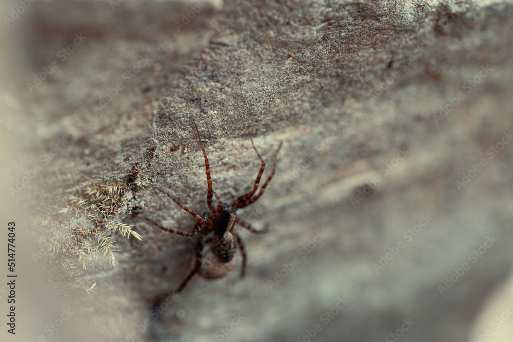 Spinne Spinne