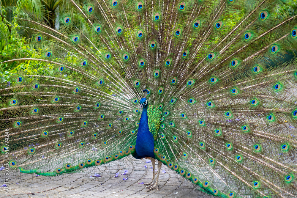 Obraz premium RUOTA DI PAVONE