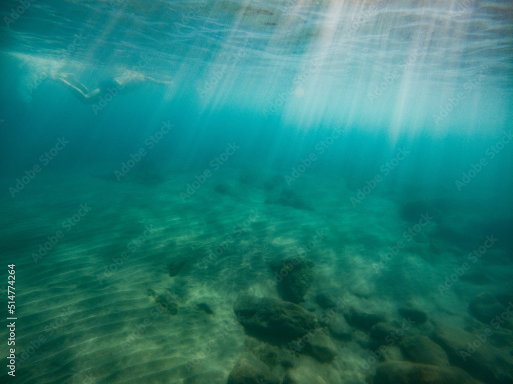 Fototapeta premium fish swimming in clear blue water underwater photo
