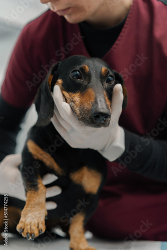 Veterinarian doctor makes a medical examination of a dachshund puppy dog on examination in a veterinary clinic. Old dachshund. © Guys Who Shoot