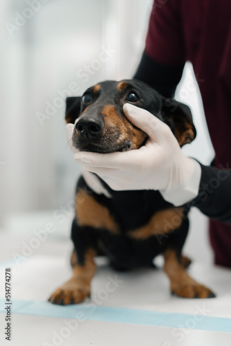 Veterinarian doctor makes a medical examination of a dachshund puppy dog on examination in a veterinary clinic. Old dachshund. © Guys Who Shoot