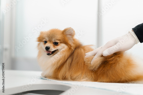 Veterinary doctor conducts an examination of the ears of the health of a spitz puppy dog on examination in a veterinary clinic. Puppy health checkup. © Guys Who Shoot