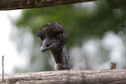 ostrich Emu