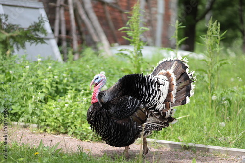 turkey in the grass