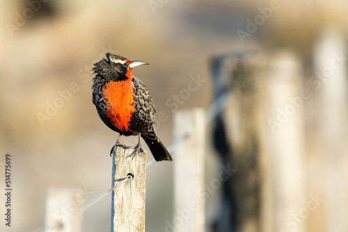 A Long-Tailed Meadowlark perching on a post with sunset light, Argentina photo