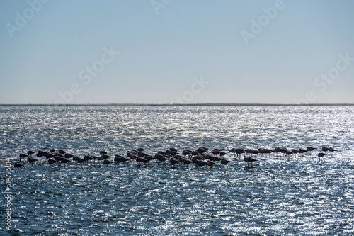 Group of pink flamingos in Walvis Bay in Arika Namibia against the light