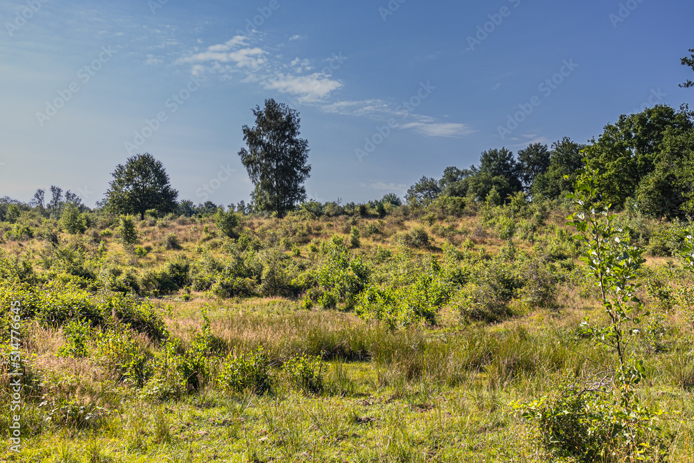 Obraz premium View across a meadow to the edge of the forest