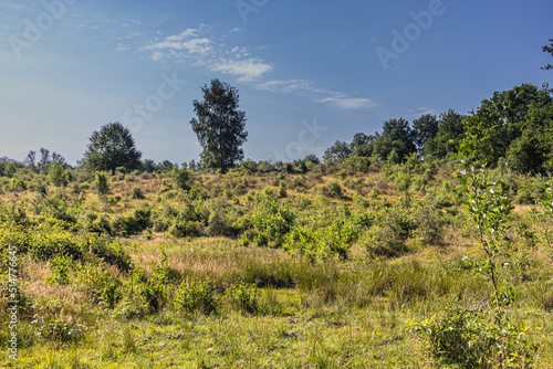 View across a meadow to the edge of the forest