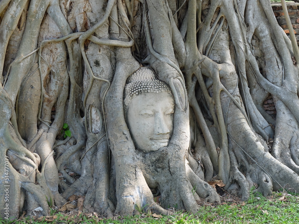Head of a sandstone Buddha image entwined in the roots of a Bodhi tree., Wat Phra Mathathat, Ayutthaya, Thailand