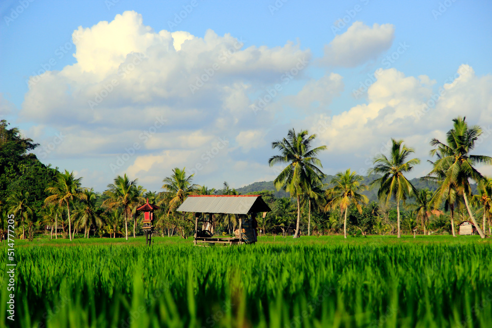 The vast expanse of beautiful rice fields with coconut trees in the middle of the rice fields, small cottages for resting and clear blue skies give an extraordinary impression. The vast expanse of beautiful rice fields with coconut trees in the middle of the rice fields, small cottages for resting and clear blue skies give an extraordinary impression.