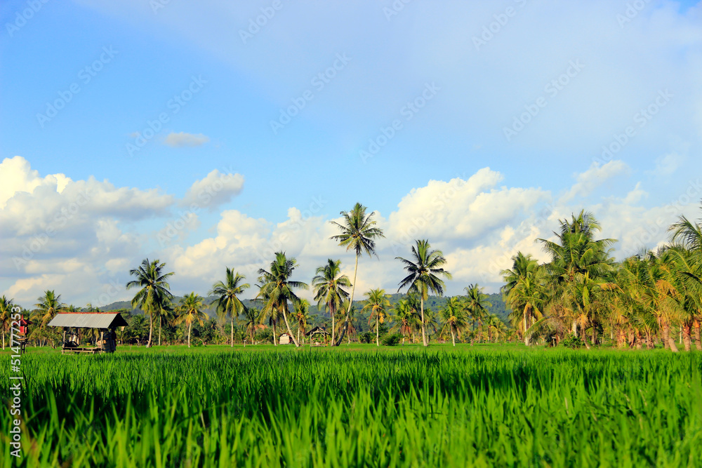 Fototapeta premium The vast expanse of beautiful rice fields with coconut trees in the middle of the rice fields, small cottages for resting and clear blue skies give an extraordinary impression.