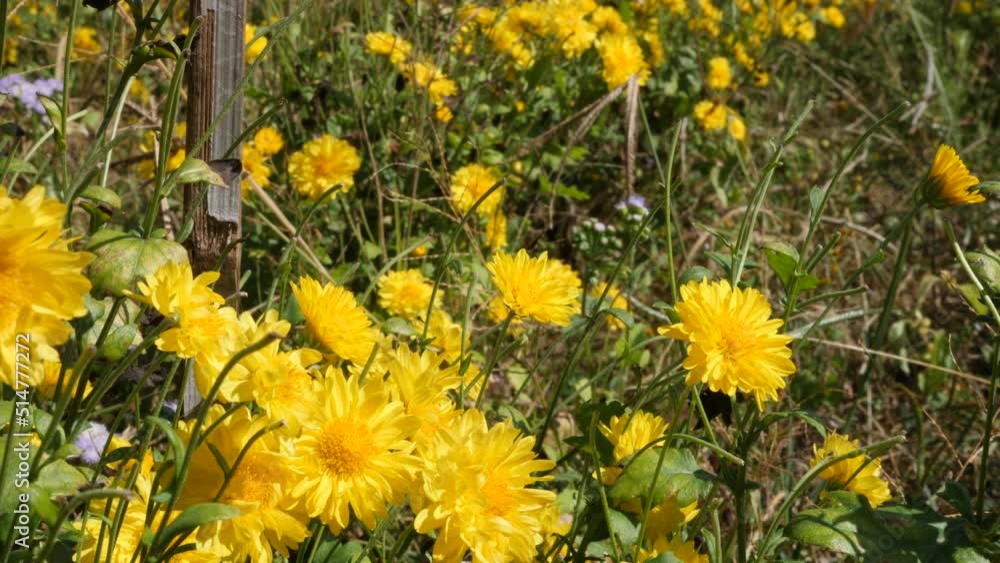 Chrysanthemum flowers blooming in the plant Chrysanthemum flowers blooming in the plant