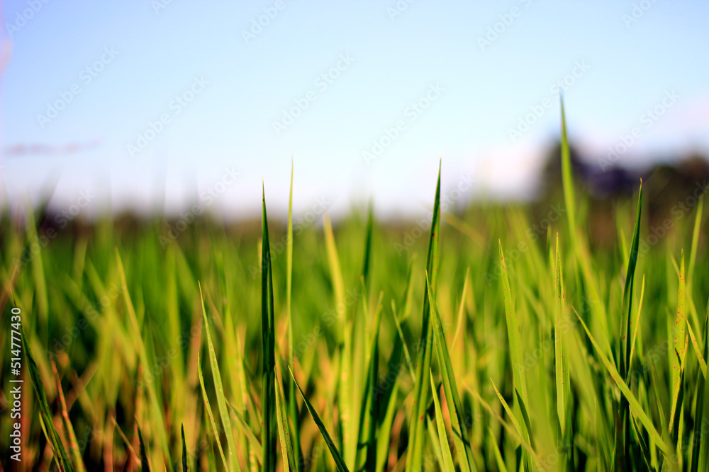 Fototapeta premium Young rice plants in the middle of green rice fields with a bright blue sky.