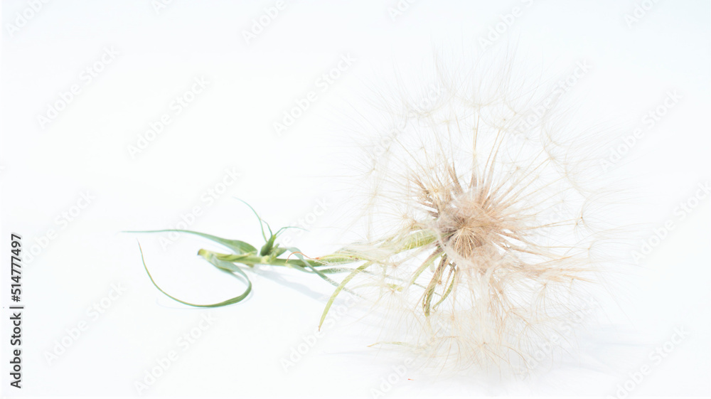 Airy dandelion flower isolated on white background. Flat lay, top view.
